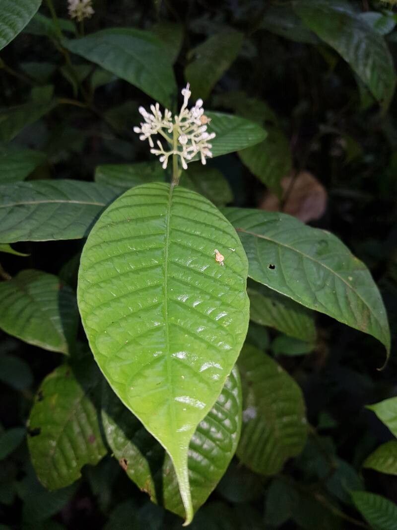 Palicourea acuminata flower