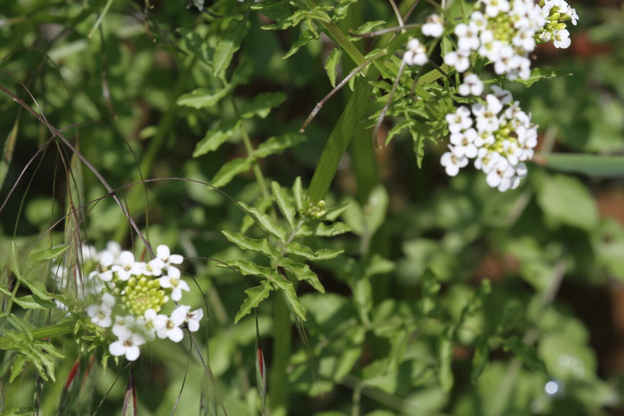 Nasturtium microphyllum leaf