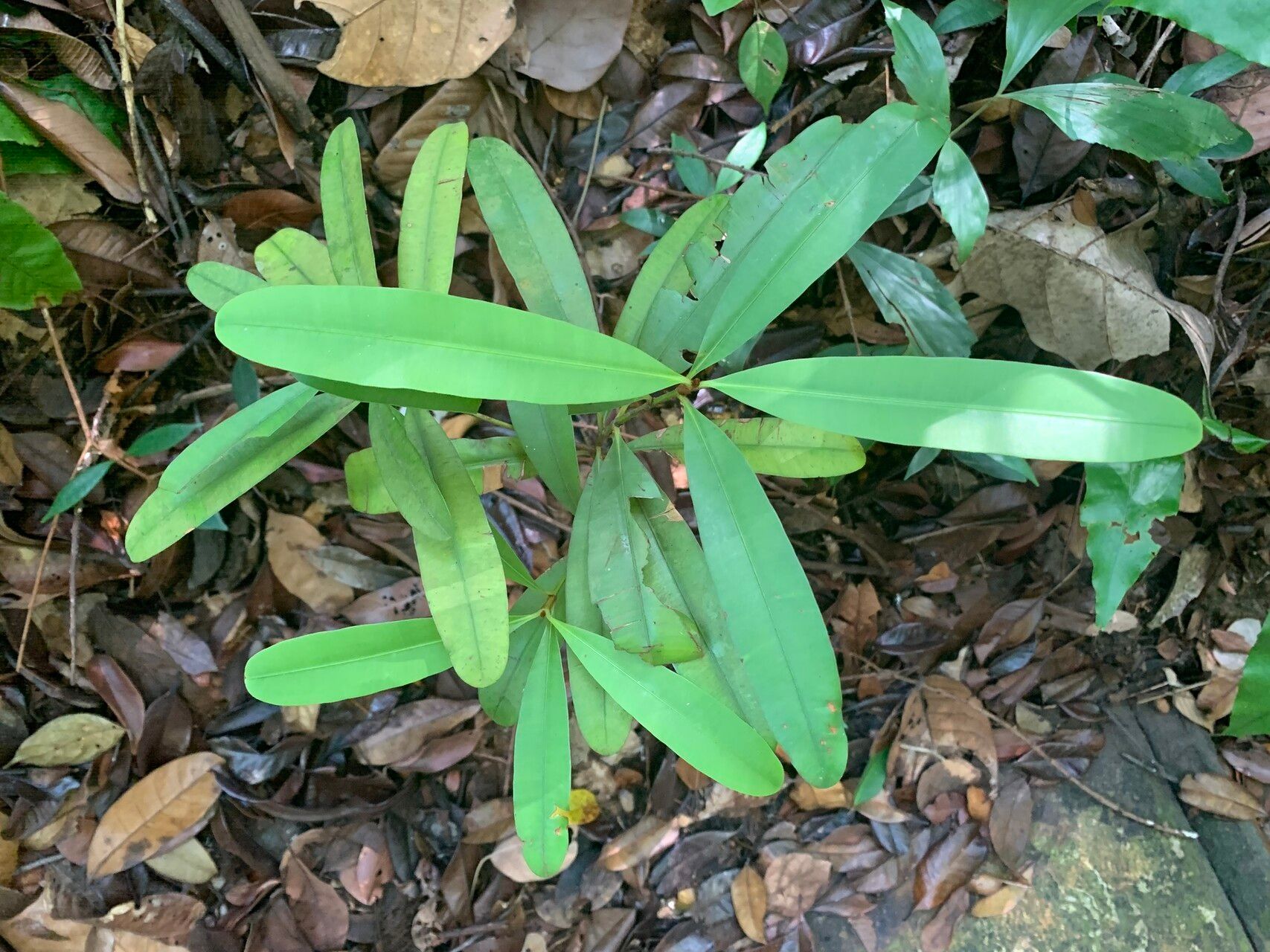 Calophyllum ferrugineum — search result for 'Calophyllum'