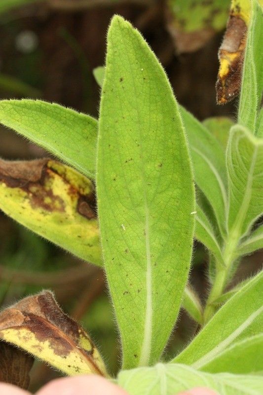 Psiadia anchusifolia leaf