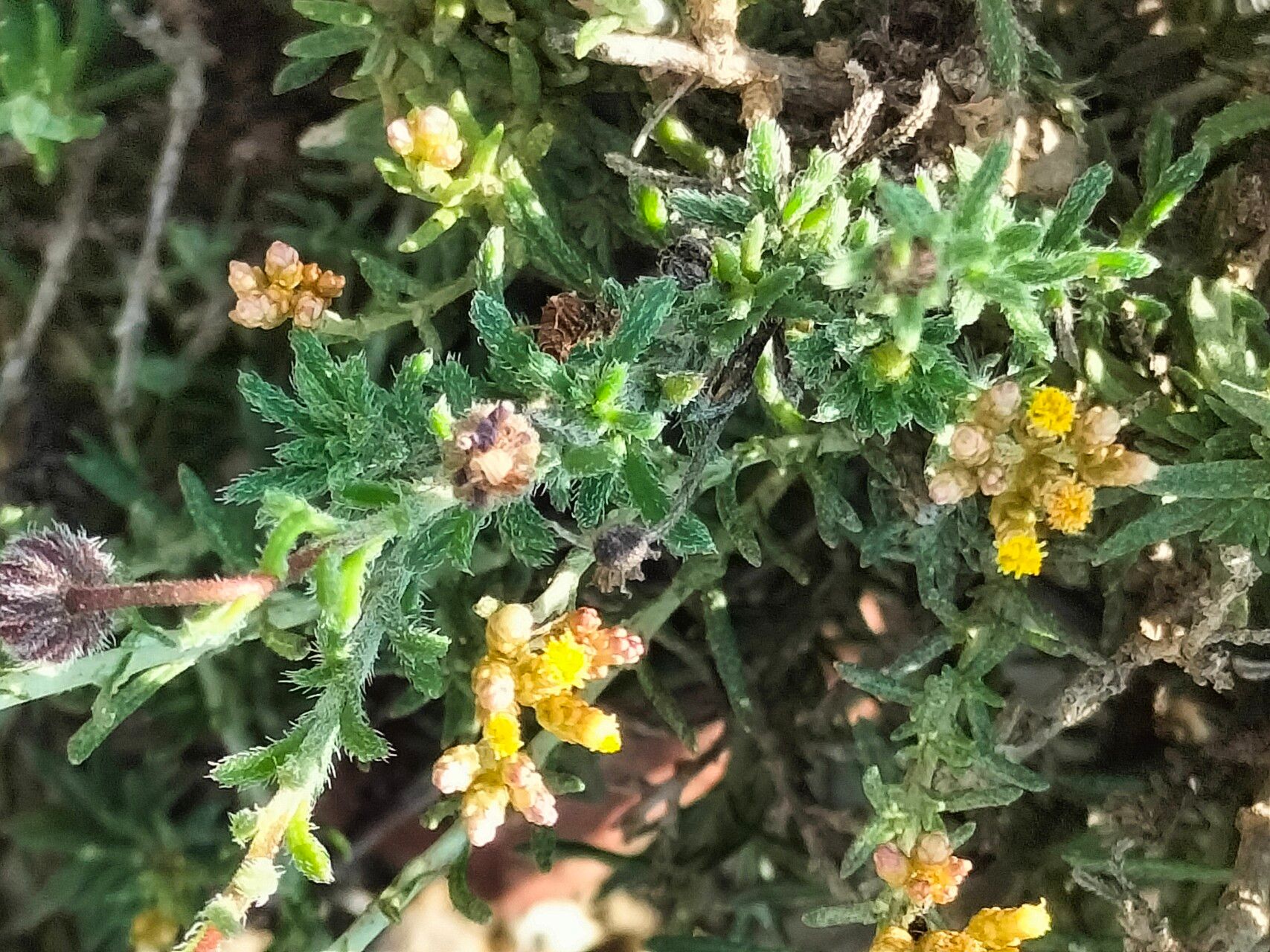 Felicia muricata leaf