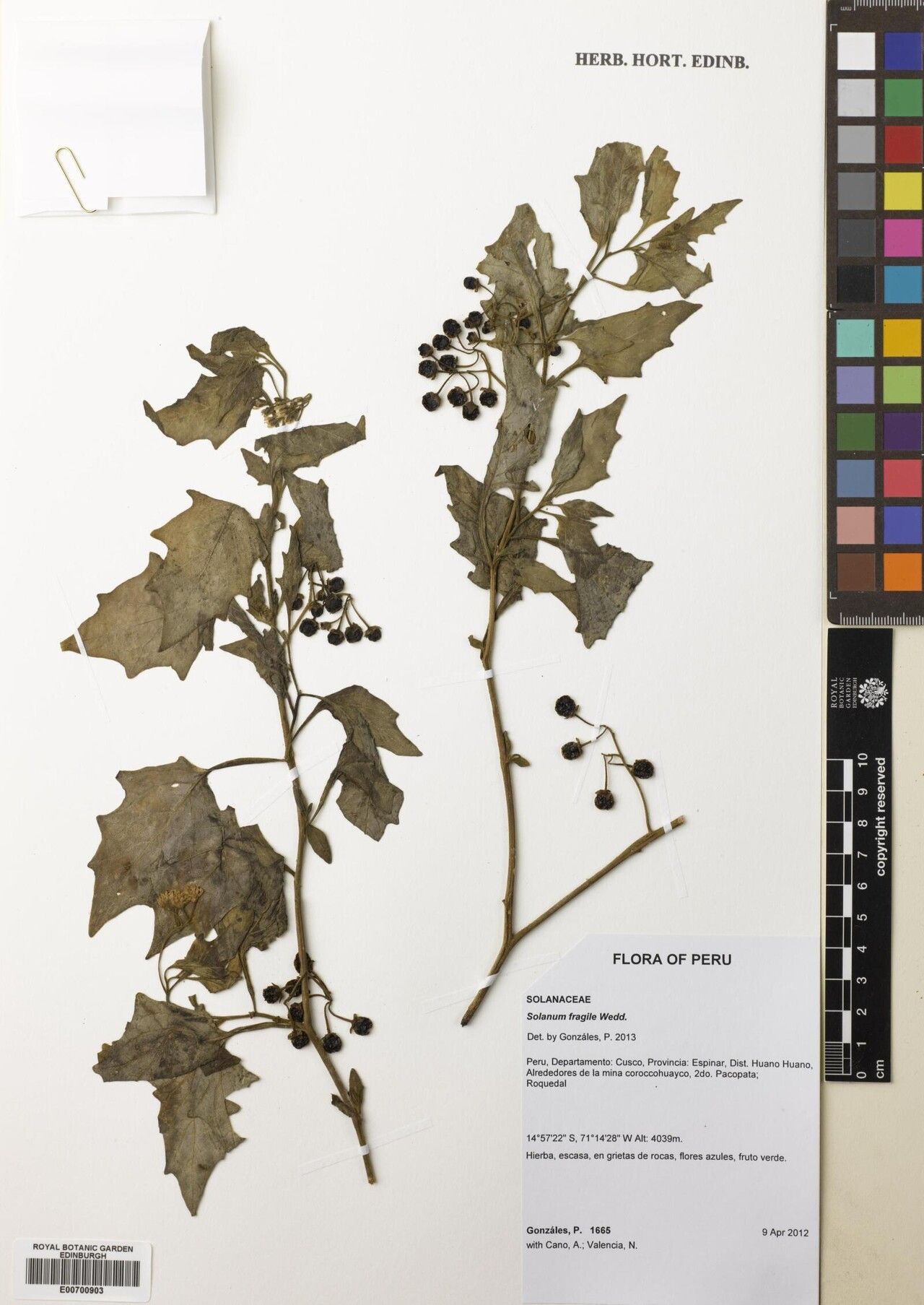 Solanum fragile — houseplant care guide