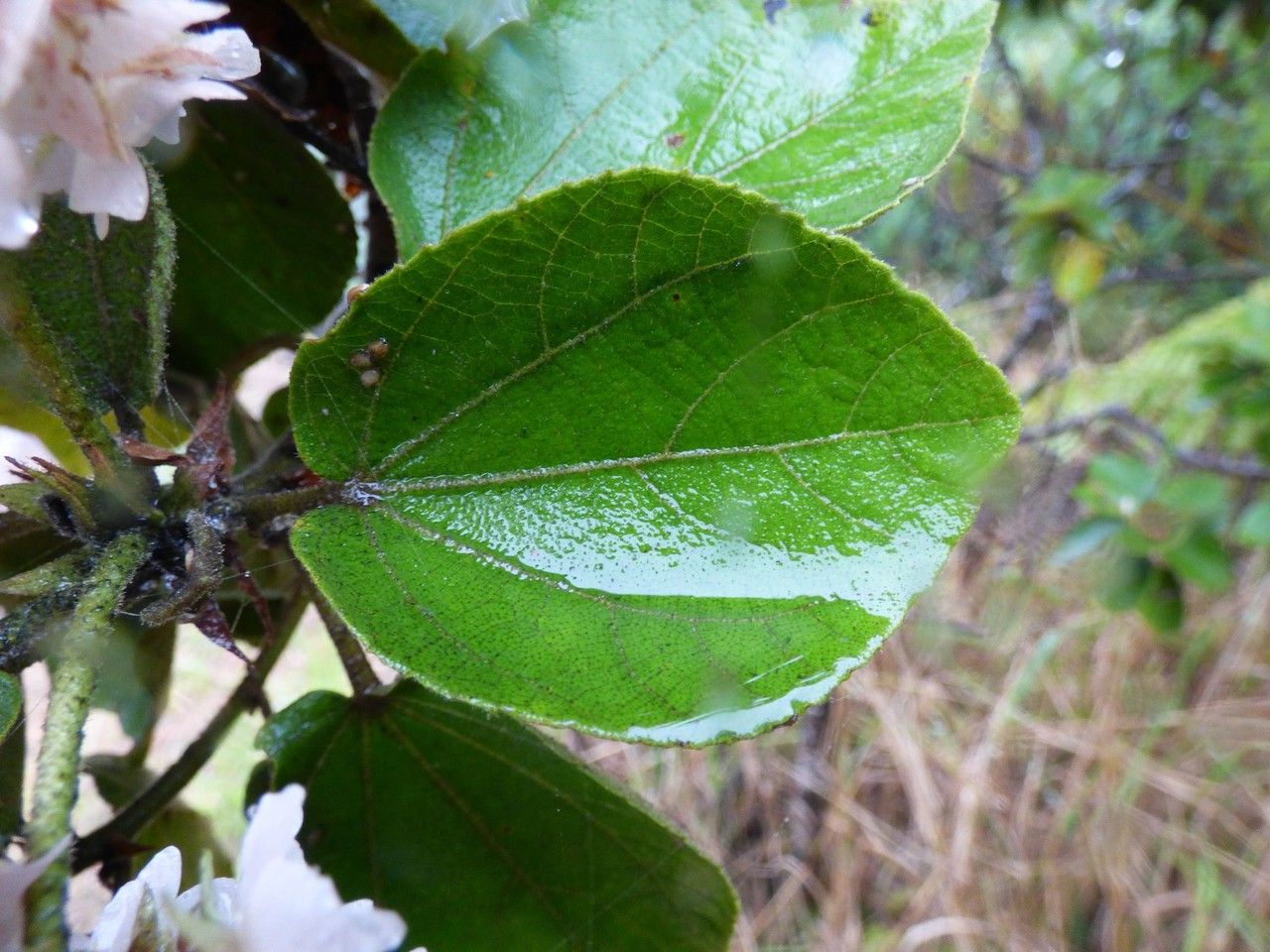 Dombeya ficulnea leaf
