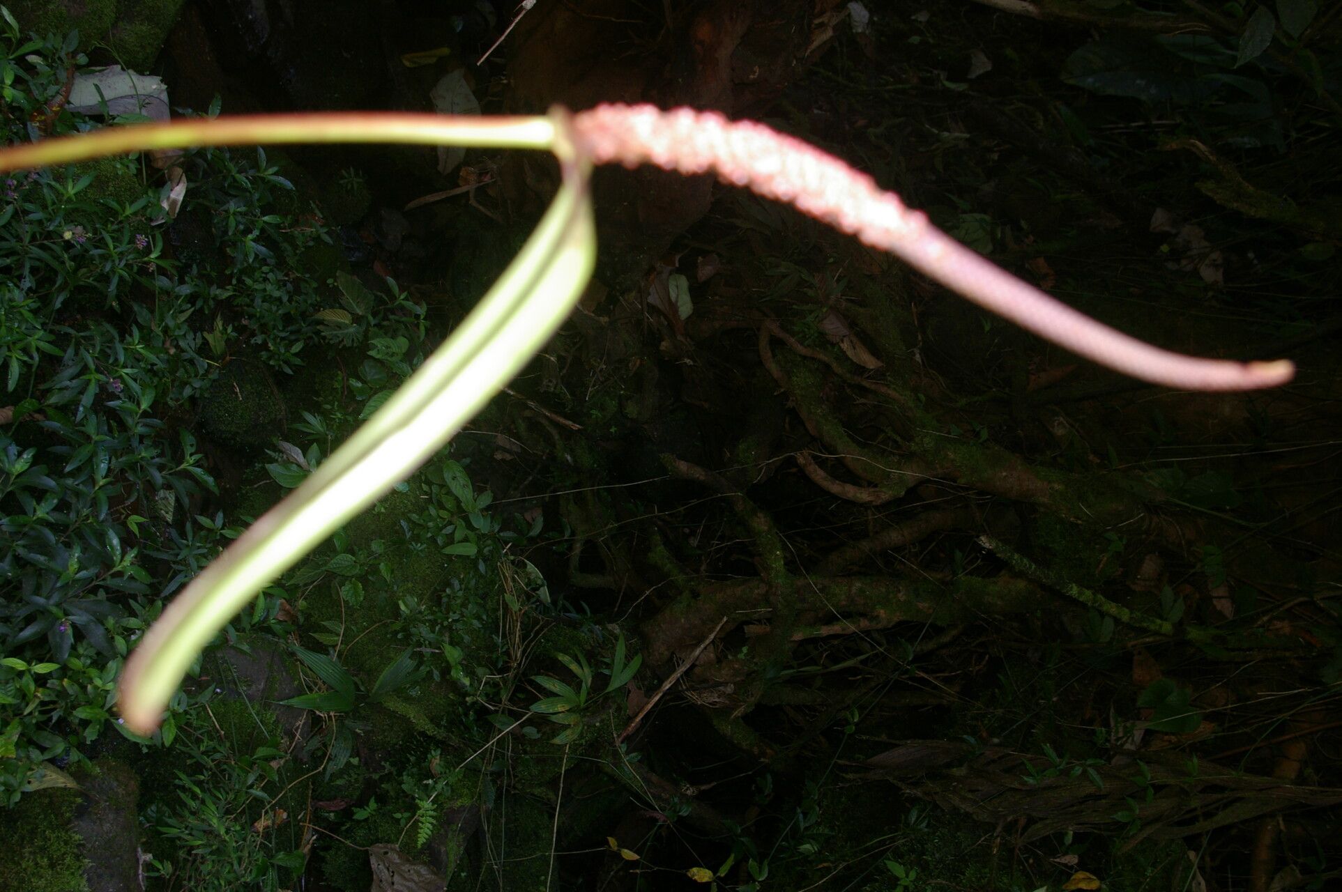 Anthurium propinquum fruit
