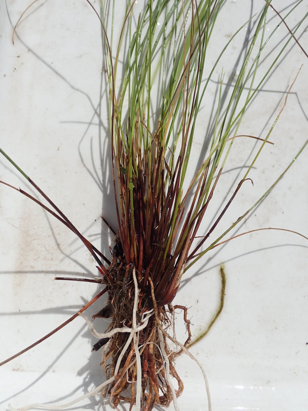 Cyperus pectinatus habit