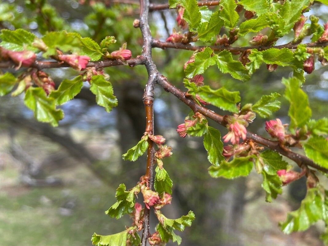 Nothofagus antarctica flower
