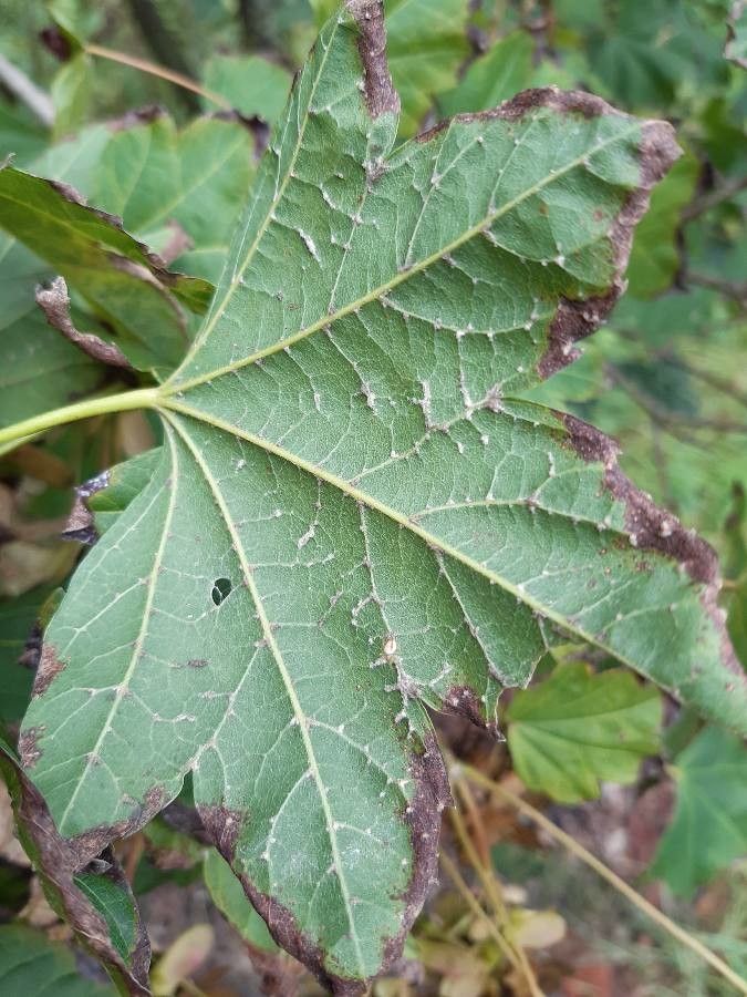 Acer erianthum — houseplant care guide