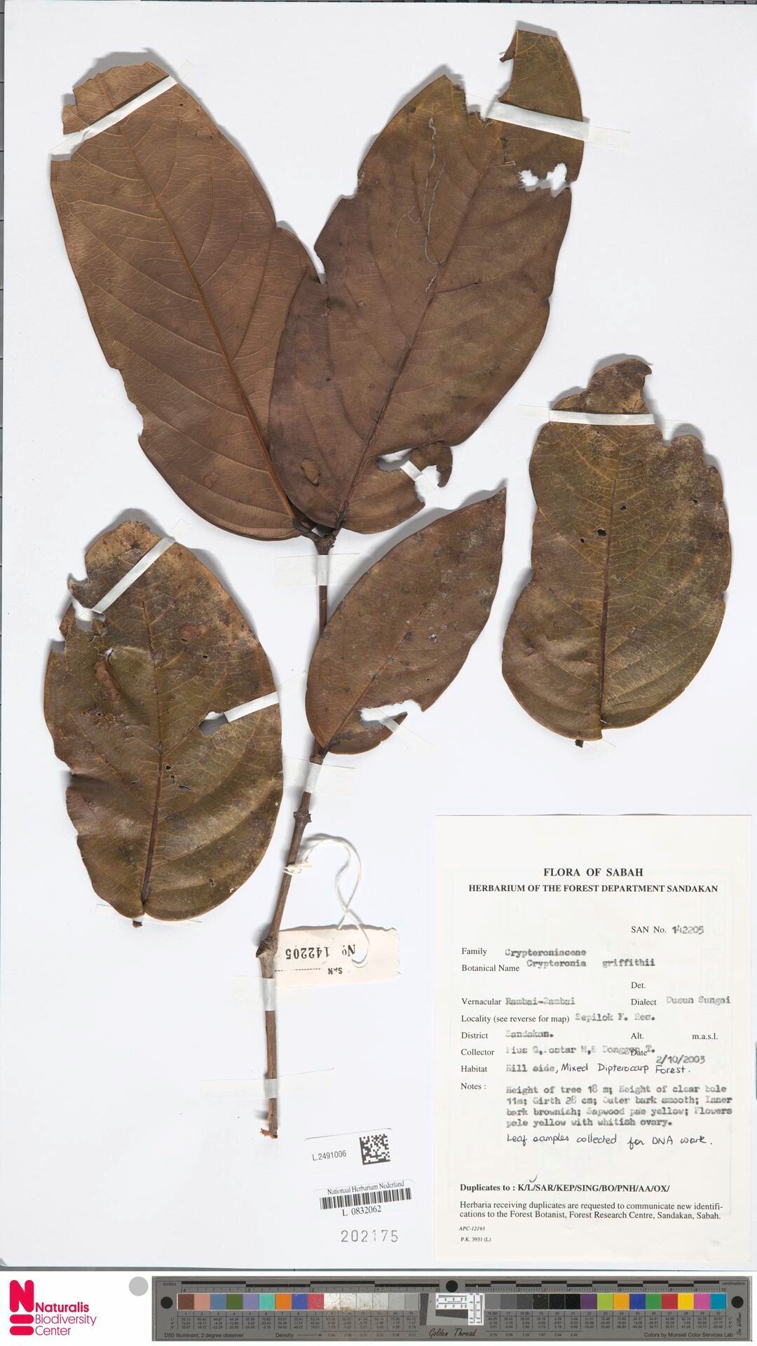 Crypteronia griffithii — related species from the same genus