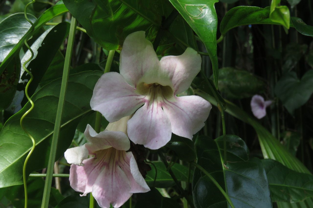 Bignonia aequinoctialis flower