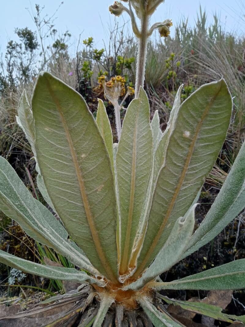 Espeletia corymbosa leaf