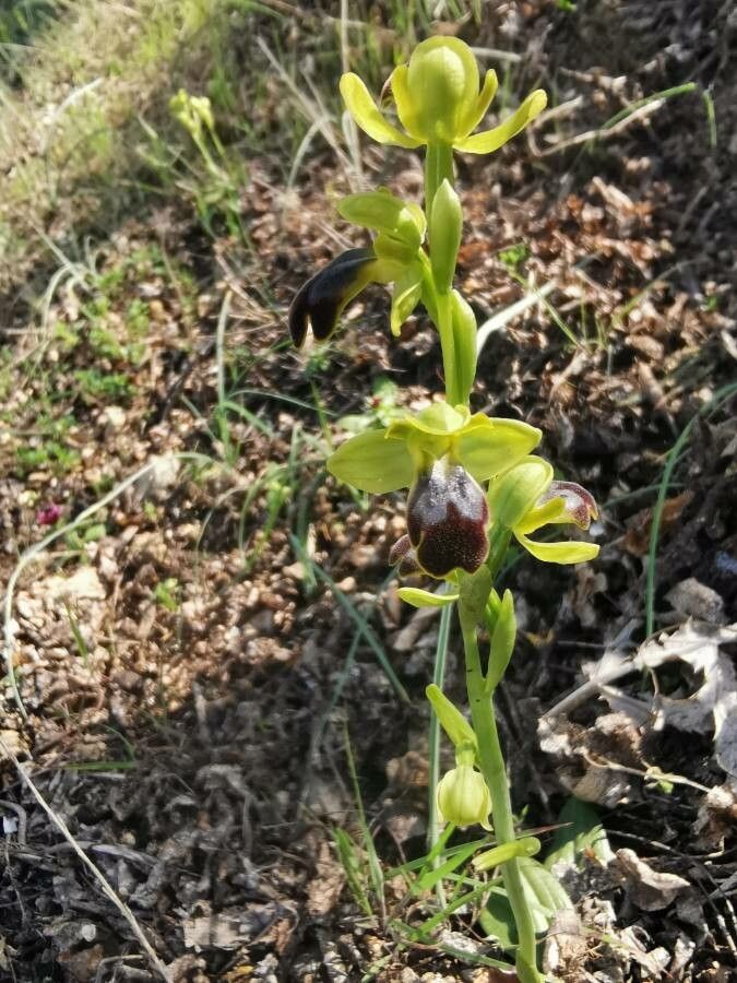 Ophrys fusca flower
