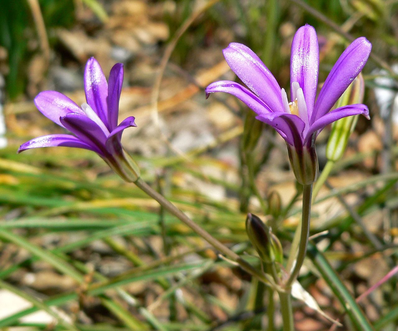 Brodiaea appendiculata flower