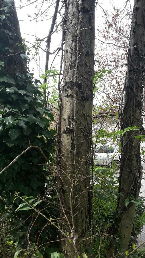 Loranthus europaeus bark