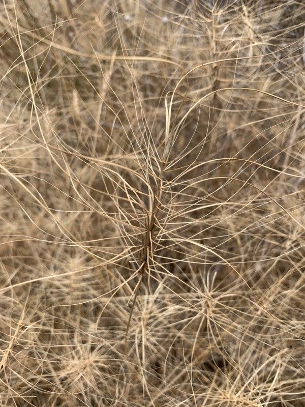 Taeniatherum caput-medusae leaf