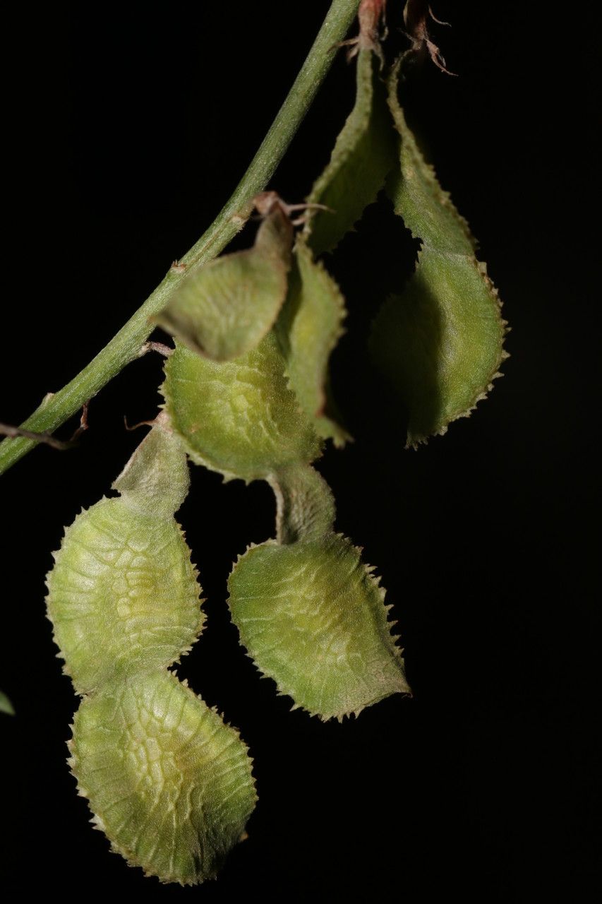 Hedysarum naudinianum fruit