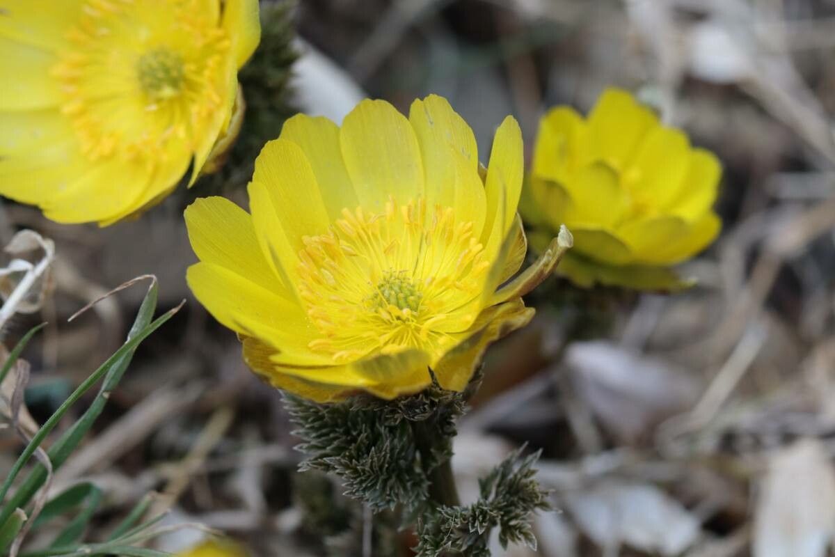 Adonis multiflora flower