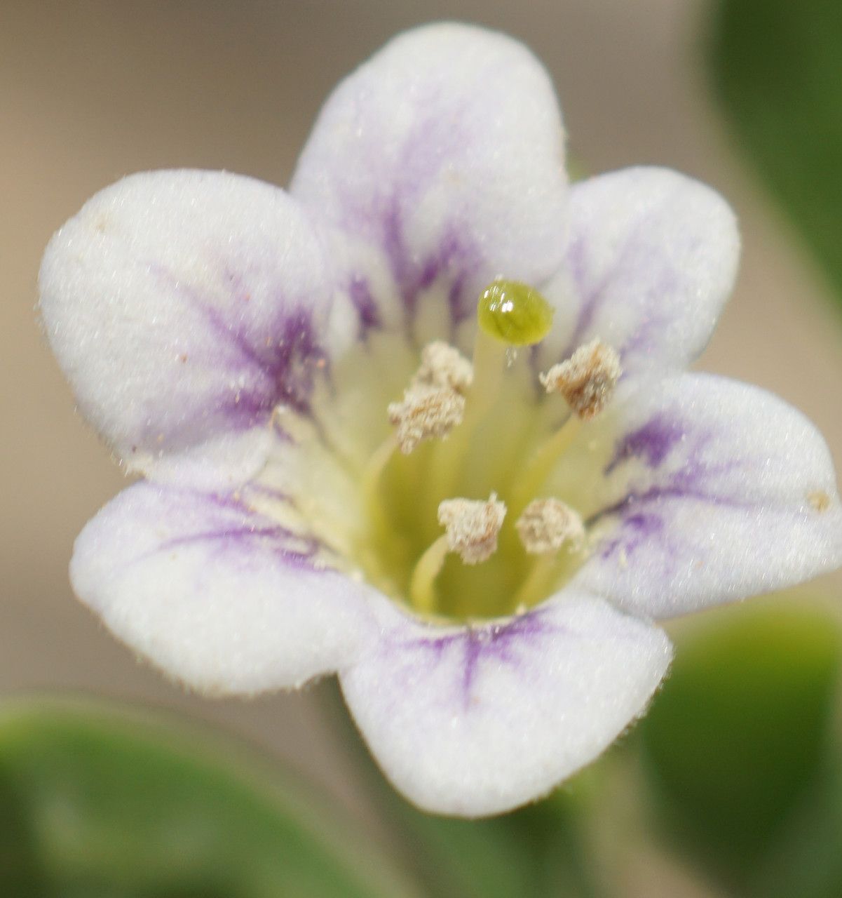 Lycium schweinfurthii flower