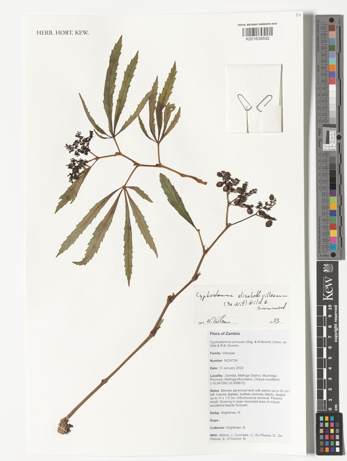 Cyphostemma elisabethvilleanum — houseplant care guide