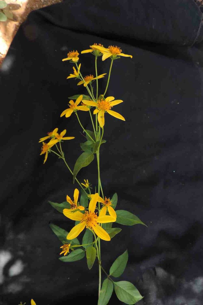 Bidens segetum leaf