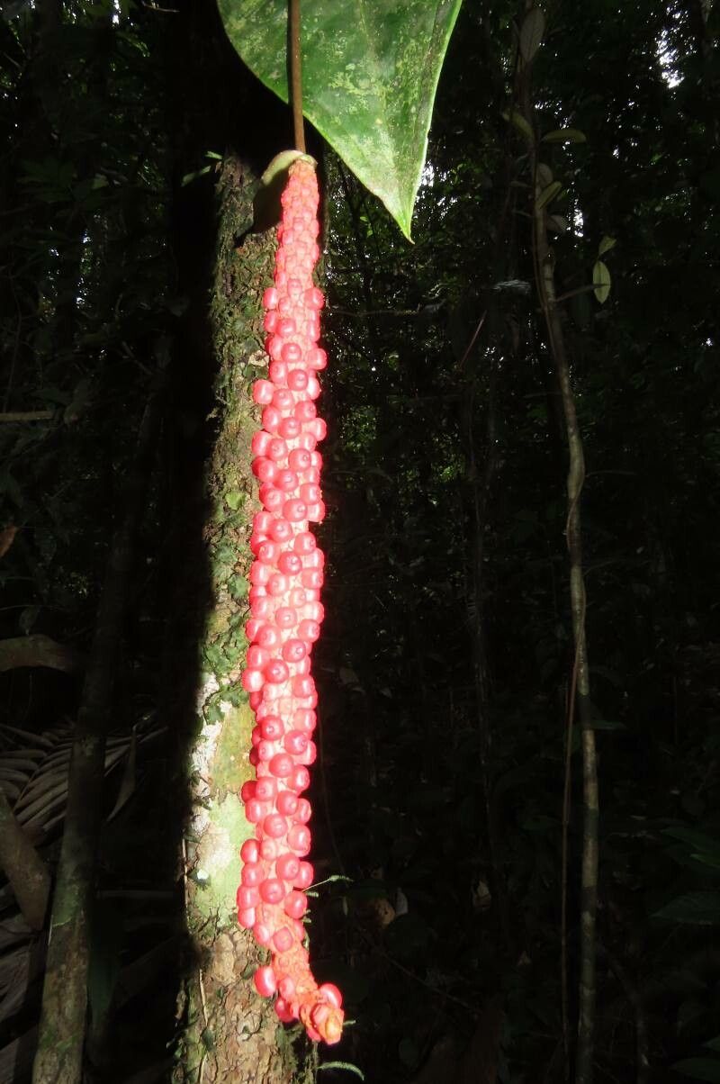 Anthurium acutangulum fruit