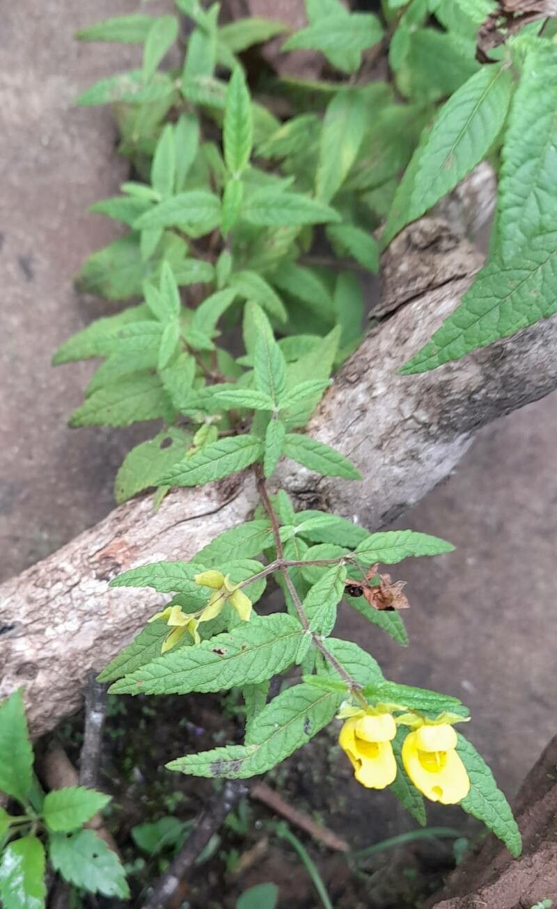 Calceolaria jujuyensis habit