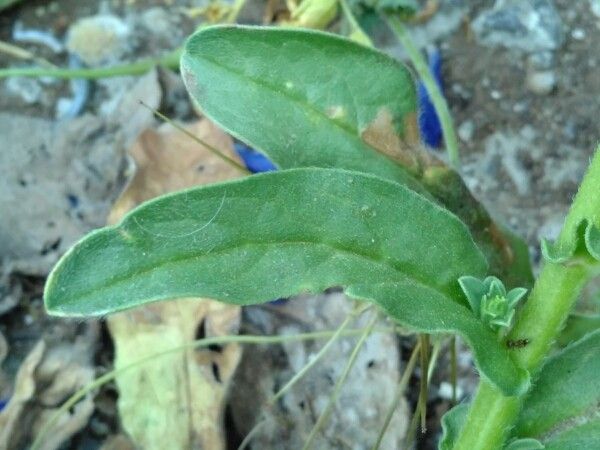 Echium bonnetii — search result for 'Echium'