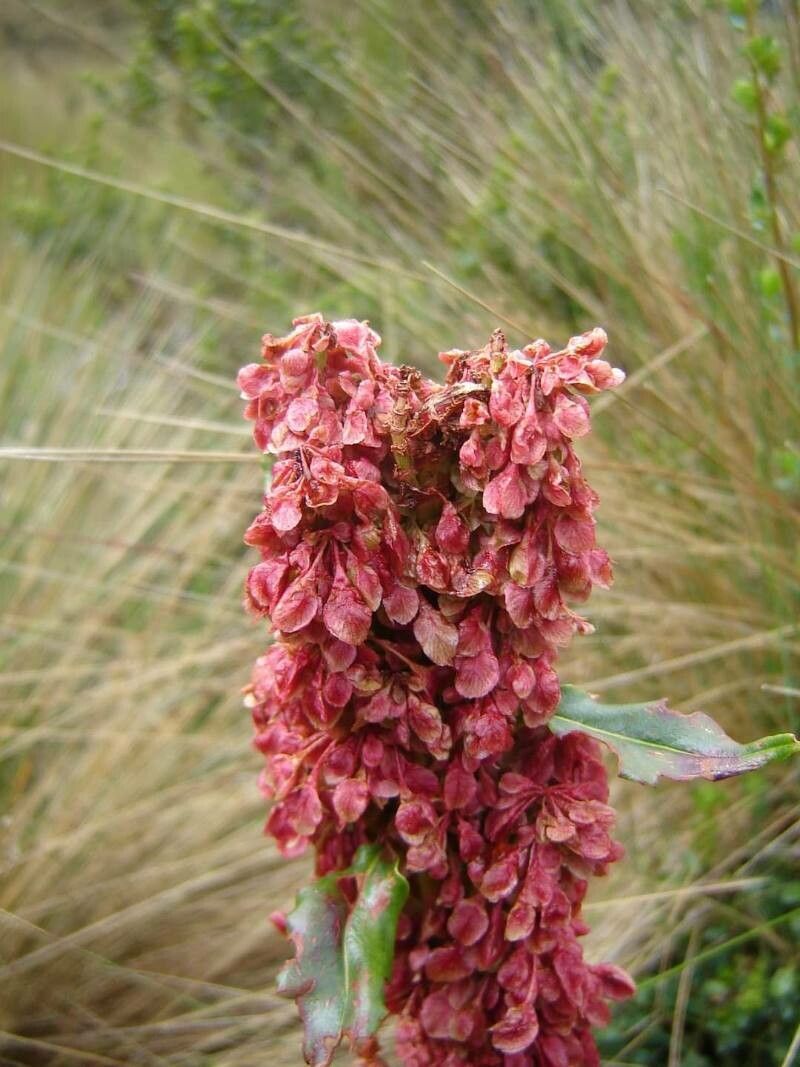 Rumex aquaticus flower