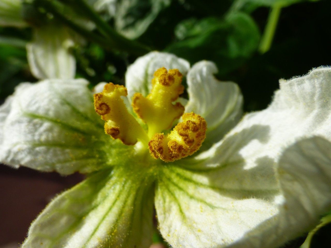 Lagenaria sphaerica flower