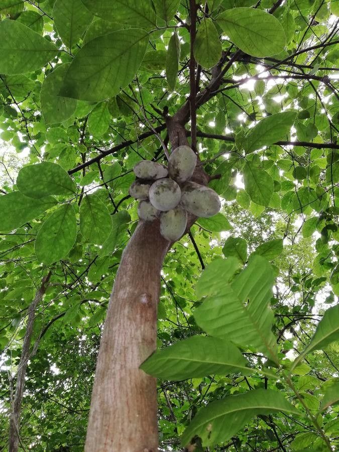 Sapranthus palanga fruit