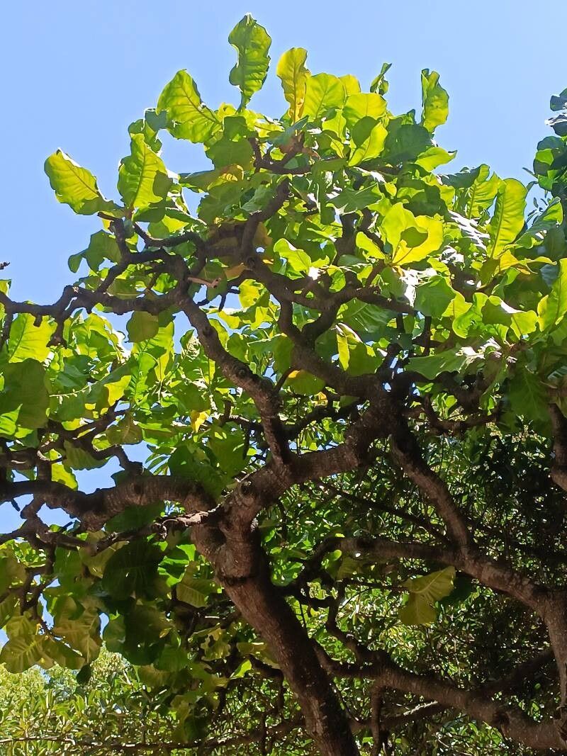 Anthocleista amplexicaulis leaf