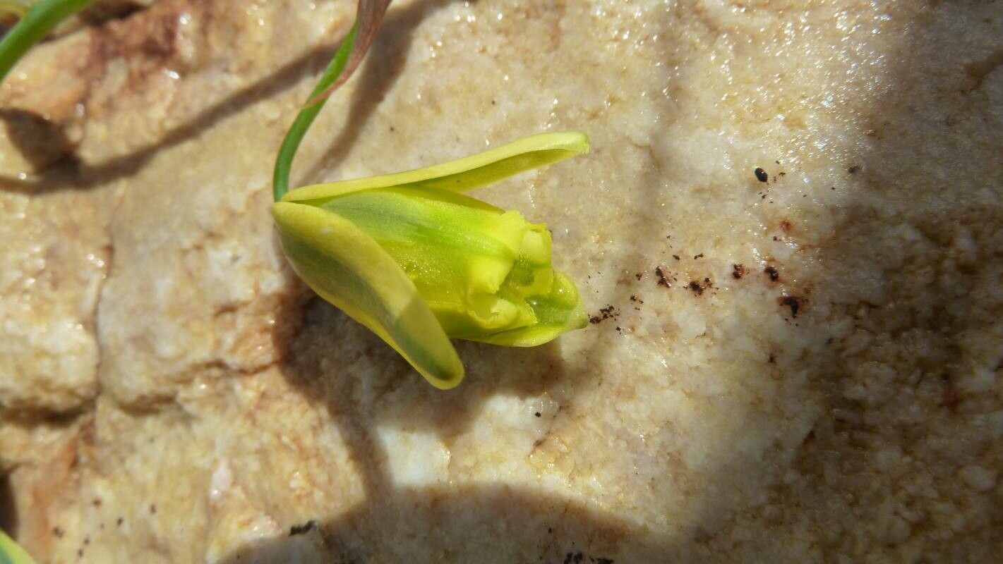 Albuca flaccida flower