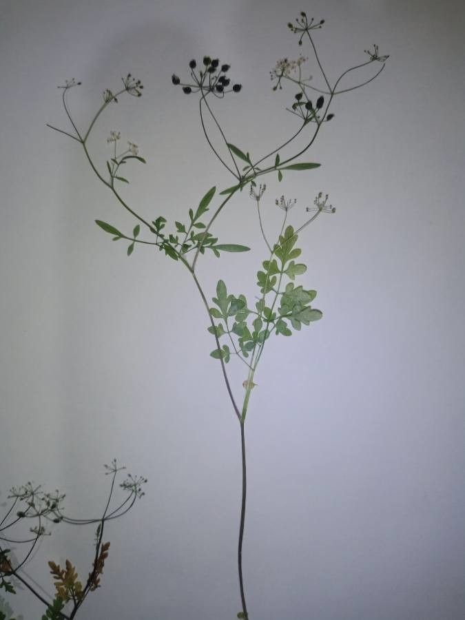 Conopodium bunioides — related species from the same genus