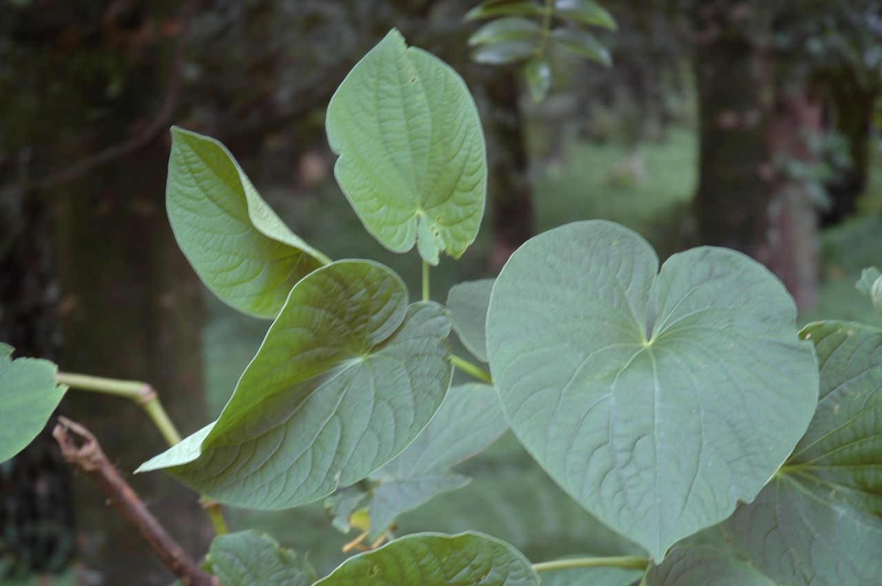 Piper methysticum — search result for 'Piper'