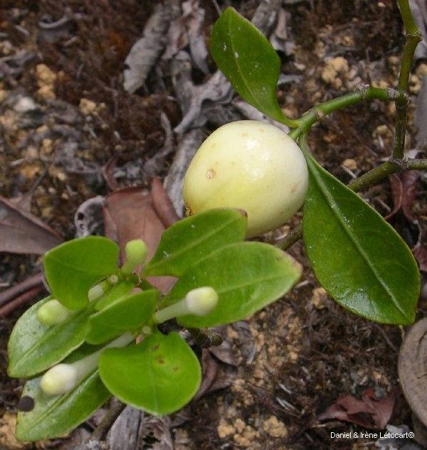Psychotria ireneae habit