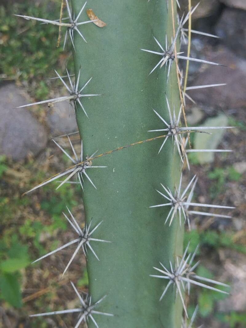 Acanthocereus chiapensis bark