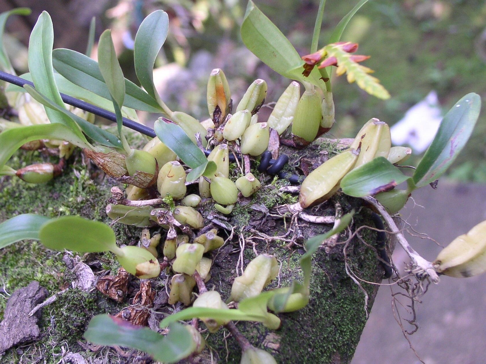 Bulbophyllum oreonastes habit