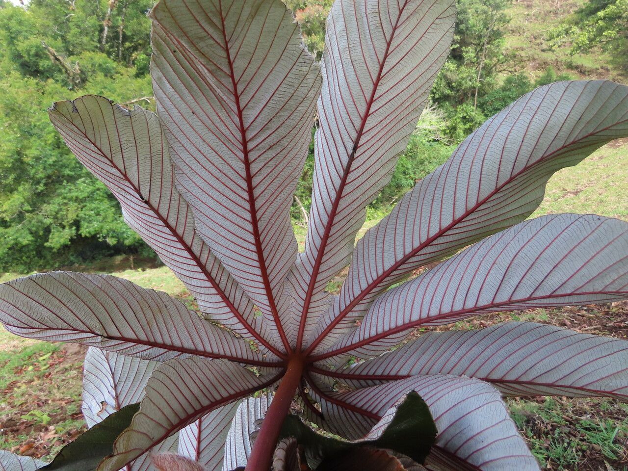 Cecropia insignis — search result for 'Cecropia'