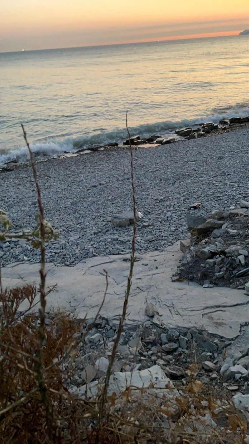 Myricaria bracteata habit