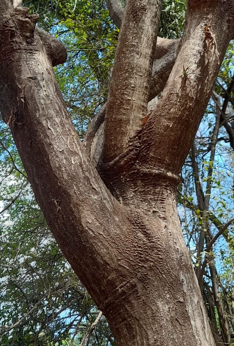 Euphorbia ramipressa bark