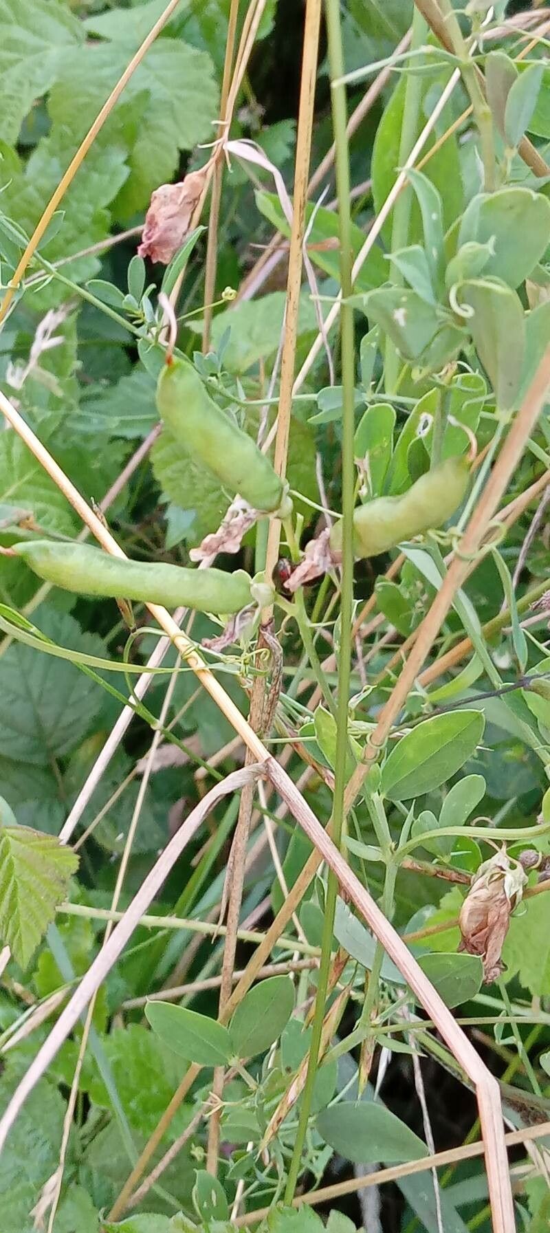 Lathyrus tuberosus fruit
