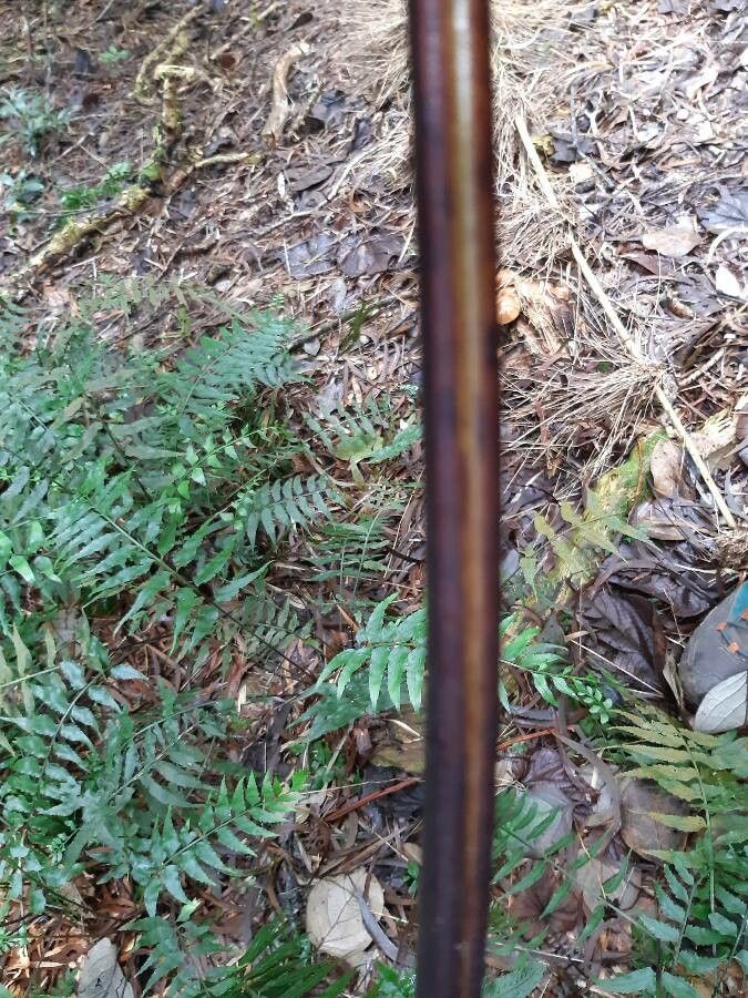 Dryopteris aquilinoides bark