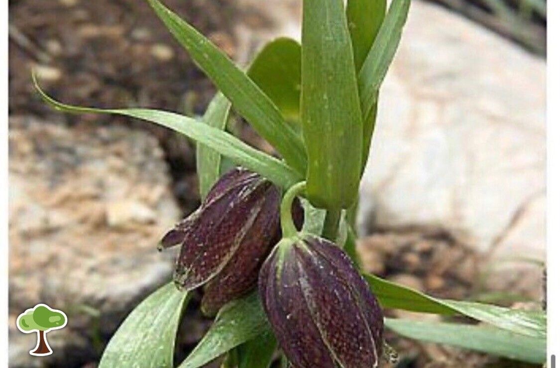Fritillaria straussii — search result for 'Fritillaria'