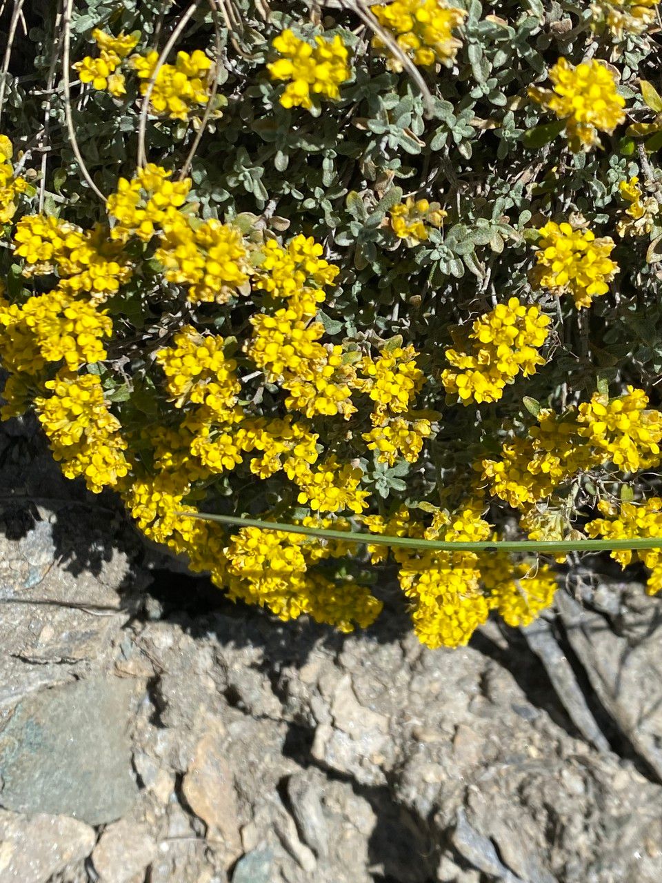 Alyssum alpestre flower