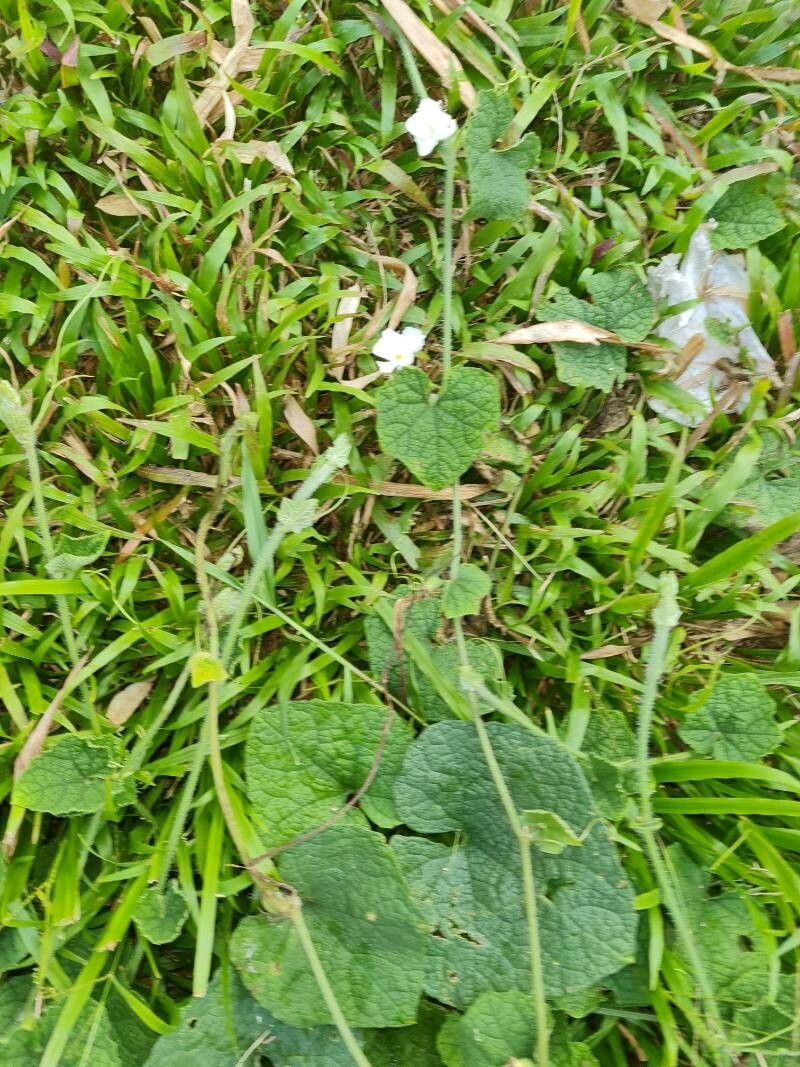 Trichosanthes scabra flower
