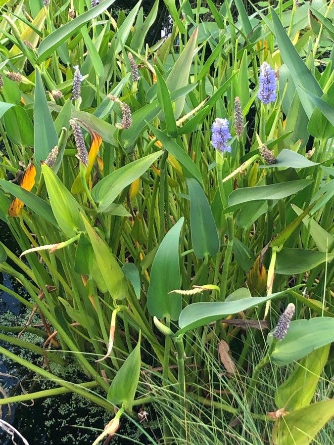 Pontederia cordata leaf