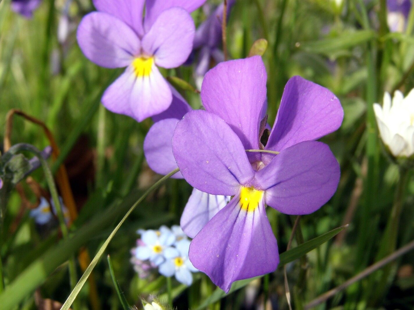 Viola epirota — houseplant care guide