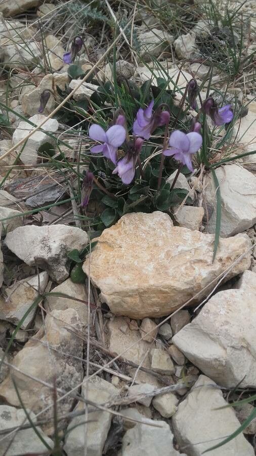 Viola rupestris flower
