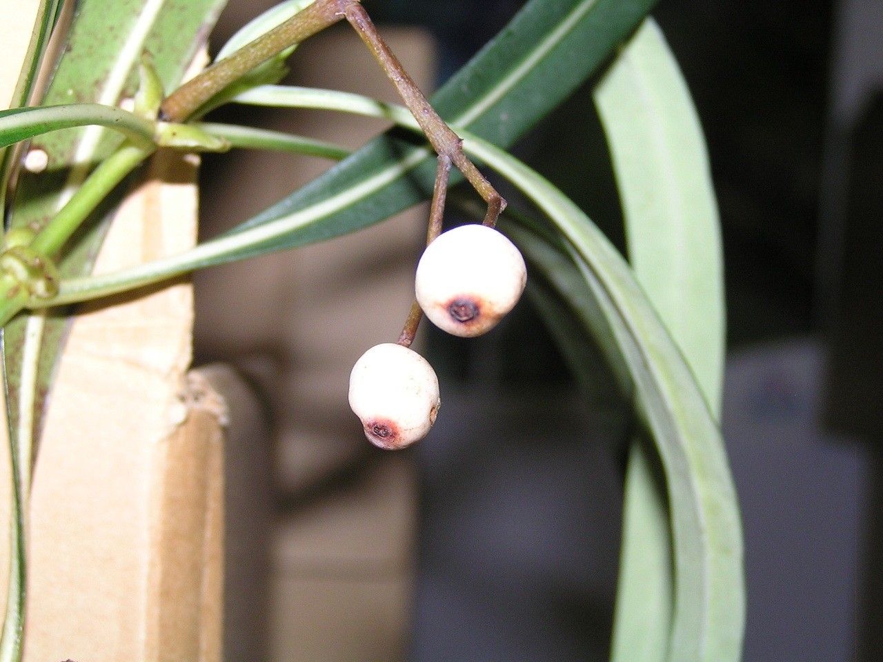 Psychotria ferdinandi-muelleri fruit