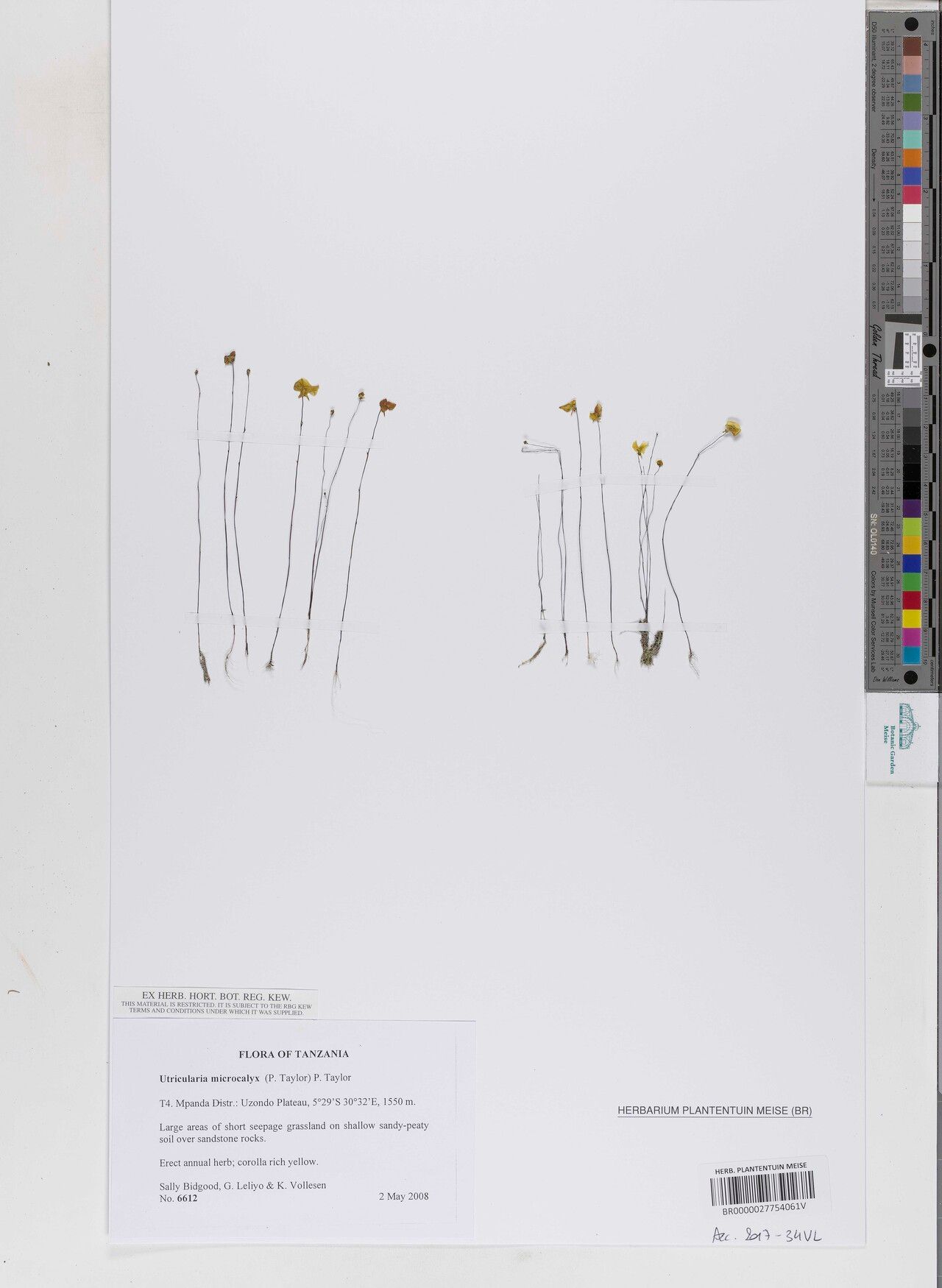 Utricularia microcalyx — search result for 'Utricularia'