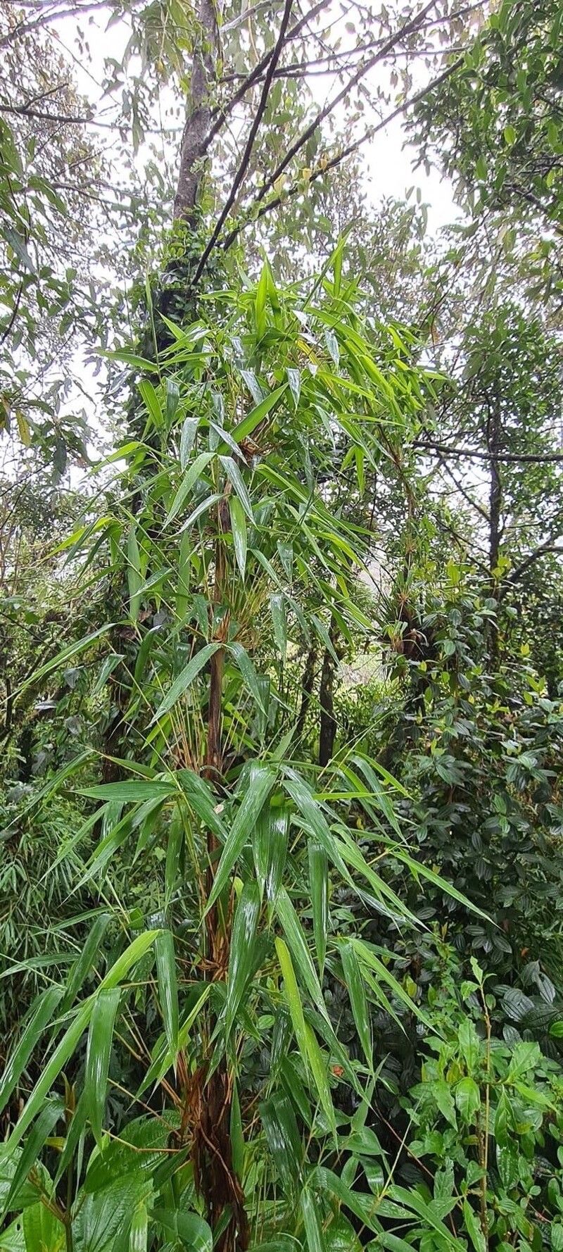 Chusquea scandens — houseplant care guide